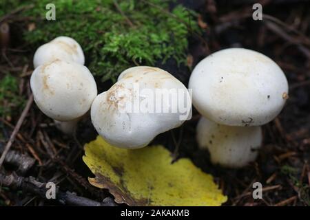 Tricholoma stiparophyllum, noto come cavaliere chimica o white knight, funghi dalla Finlandia Foto Stock