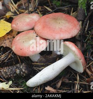 Russula depallens, noto come brittlegill bianchita di funghi selvatici dalla Finlandia Foto Stock