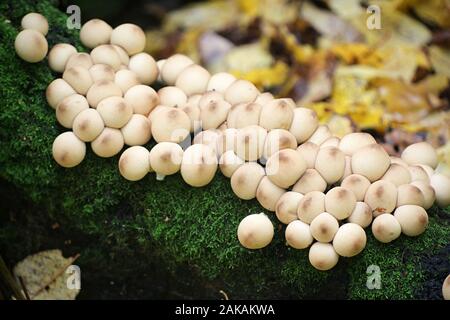 Lycoperdon pyriforme, noto come a forma di pera puffball o moncone puffball, funghi dalla Finlandia Foto Stock