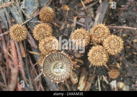 Cyathus striatus, noto come le scanalate Bird's Nest fungo o splash cup, funghi dalla Finlandia Foto Stock