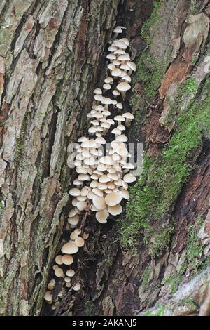 Psathyrella cernua, un brittlestem funghi che crescono su live lime tree in Finlandia Foto Stock