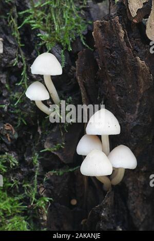 Psathyrella cernua, un fungo brittlestem su live lime tree in Finlandia Foto Stock