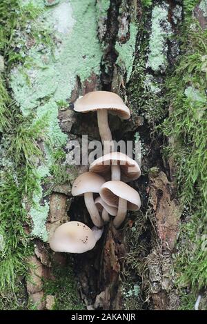 Psathyrella cernua, un brittlestem funghi che crescono su live lime tree in Finlandia Foto Stock