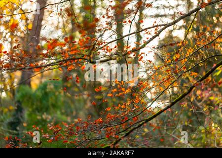 Creative fotografia a colori di giallo autunno lascia ancora sul ramo di albero con sfocate sullo sfondo del bosco. Foto Stock