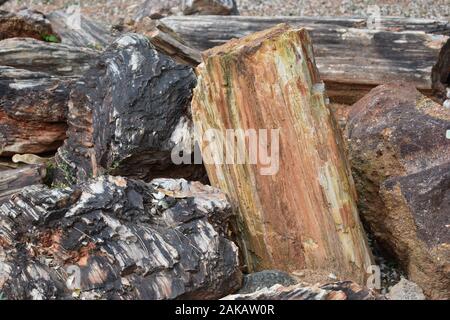 Legno pietrificato, tronchi di un albero trasformato in pietra come combustibili che mostra i vari strati sedimentari Foto Stock