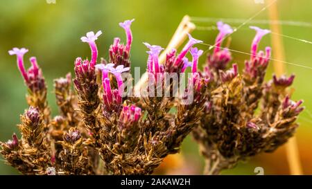 Close-up colore fotografia di verbena viola fiori che sono di morire torna in risposta all'inverno. Foto Stock