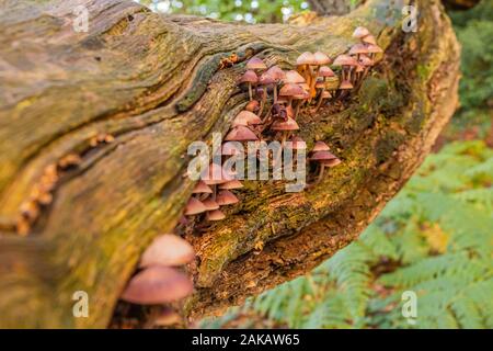 Fotografia a colori della levatura di marciume albero morto tronco con cluster di grandi dimensioni di sanguinamento Mycena funghi (Mycena haematopus) crescente crescente sul lato. Foto Stock