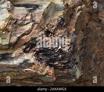 Legno pietrificato, del tronco di un albero trasformato in pietra come combustibili che mostra i vari strati sedimentari Foto Stock