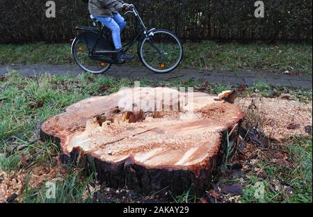 08 gennaio 2020, Meclemburgo-Pomerania, Neunkirchen: un ceppo di albero sorge dopo il taglio al district road K 5 vicino a Greifswald. Gli attivisti ambientali protesta contro il taglio degli alberi per l'estensione del Mar Baltico costiere percorso ciclo. Gli attivisti della giustizia climatica circolazione Greifswald desidera richiamare l attenzione al residuo di pianta del quartiere Vorpommern-Greifswald. Secondo la giustizia climatica movimento, vi è una mancanza di più di 4000 alberi lungo le strade del distretto nel distretto di Vorpommern-Greifswald. La protesta è diretta anche contro la possibilità di 'l'acquisto Foto Stock