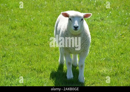 Carino agnelli gallesi su una montagna pascolo in un campo di erba fresca di qualità in una giornata di sole guardando molto sano e in ottime condizioni generali Foto Stock