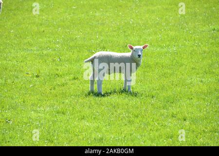 Carino agnelli gallesi su una montagna pascolo in un campo di erba fresca di qualità in una giornata di sole guardando molto sano e in ottime condizioni generali Foto Stock