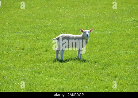 Carino agnelli gallesi su una montagna pascolo in un campo di erba fresca di qualità in una giornata di sole guardando molto sano e in ottime condizioni generali Foto Stock