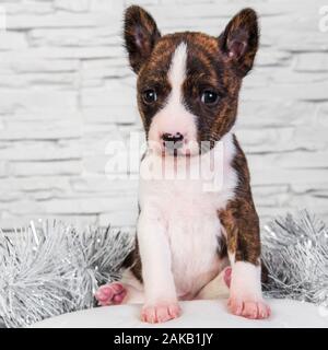 Basenji cucciolo di cane su un bianco cuscini soffici Foto Stock