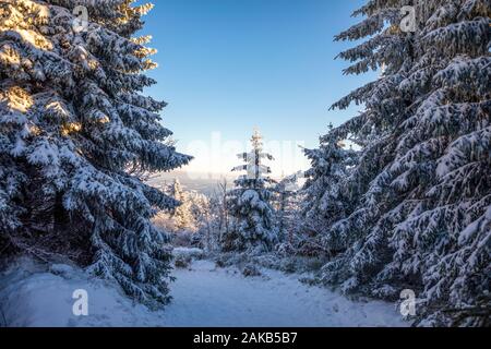 Abete bianco alberi coperti di neve fresca sulla soleggiata giornata invernale in montagna, Liberec, Repubblica Ceca Foto Stock