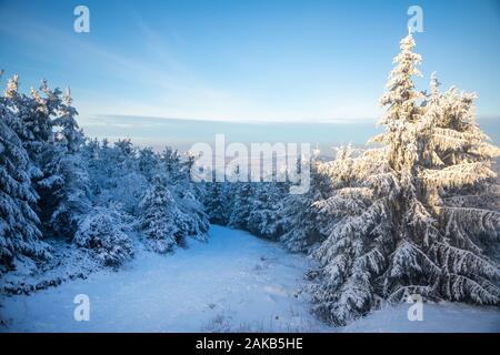 Abete bianco alberi coperti di neve fresca sulla soleggiata giornata invernale in montagna, Liberec, Repubblica Ceca Foto Stock