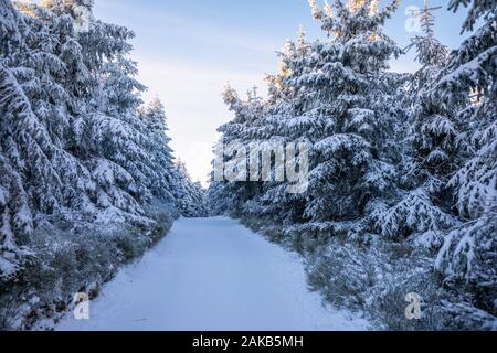 Abete bianco alberi coperti di neve fresca sulla soleggiata giornata invernale in montagna, Liberec, Repubblica Ceca Foto Stock