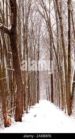 Bosco di latifoglie, percorso a piedi in inverno, Cambridge Ontario in Canada. Foto Stock