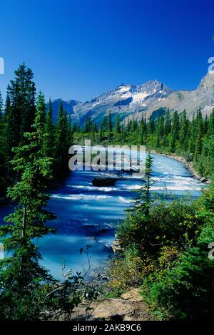 Paesaggio con fiume, il bosco e la montagna, Monte Robson Provincial Park, British Columbia, Canada Foto Stock