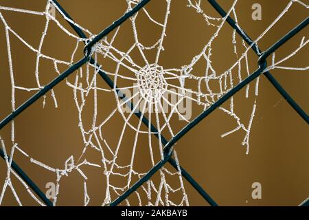 Congelati spider web, Foto Stock