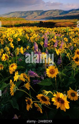 Paesaggio con giallo balsam root e viola i Fiori di lupino, Tom McCall preservare, Oregon, Stati Uniti d'America Foto Stock