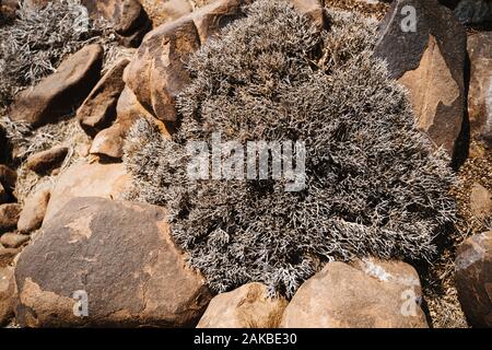 Driep delle piante, siccità albero nel paesaggio del deserto Foto Stock