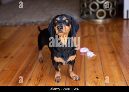 Black and tan Dachshund, Durban, Sudafrica Foto Stock