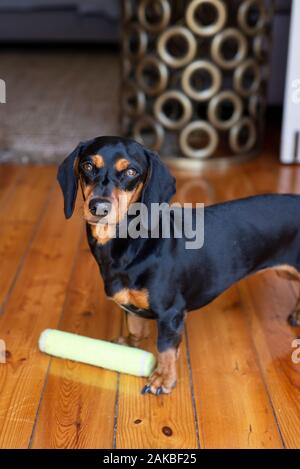 Black and tan Dachshund, Durban, Sudafrica Foto Stock