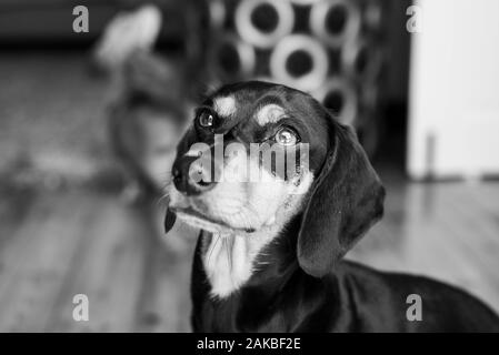 Black and tan Dachshund, Durban, Sudafrica Foto Stock