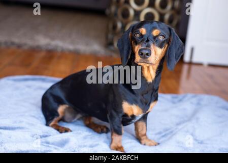 Black and tan Dachshund, Durban, Sudafrica Foto Stock