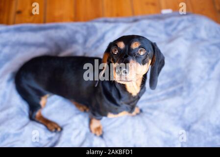 Black and tan Dachshund, Durban, Sudafrica Foto Stock