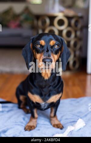 Black and tan Dachshund, Durban, Sudafrica Foto Stock