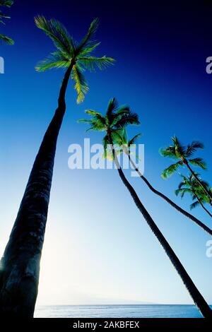 Alberi di Palma contro il cielo blu, Lahaina, Maui, Hawaii, STATI UNITI D'AMERICA Foto Stock