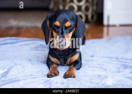 Black and tan Dachshund, Durban, Sudafrica Foto Stock