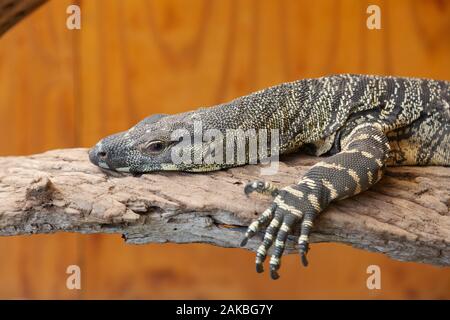 Monitor di pizzo, in prossimità della testa di un monitor di pizzo lizard, aka il Tree, Goanna Varanus varius, native wildlife rettile; Urimbirra park, Australia Foto Stock