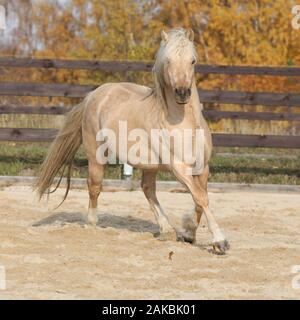 Meraviglioso pony welsh di pannocchia tipo in esecuzione con sfondo di autunno Foto Stock