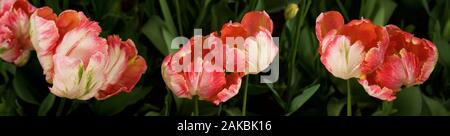 Pappagallo tulipani in Skagit Valley, Washington, Stati Uniti d'America Foto Stock