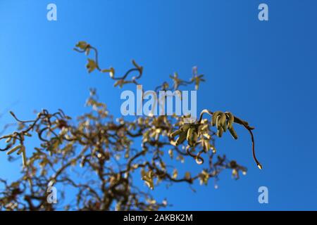 La foto mostra blossoms di willow Foto Stock