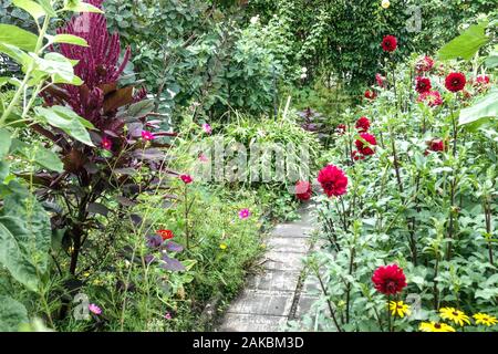 Nella tarda estate in allotment garden, rosso dalie fiori Foto Stock