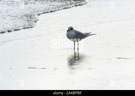 Un gabbiano mediterraneo (Ichthyaetus melanocephalus) in inverno piumaggio su una spiaggia Foto Stock