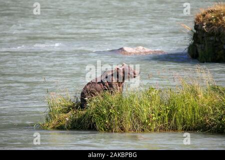 Orso grizzly Ursus arctos seduto su una riva di un fiume nel fiume Chilkat in Alaska su un luminoso giorno di estate Foto Stock