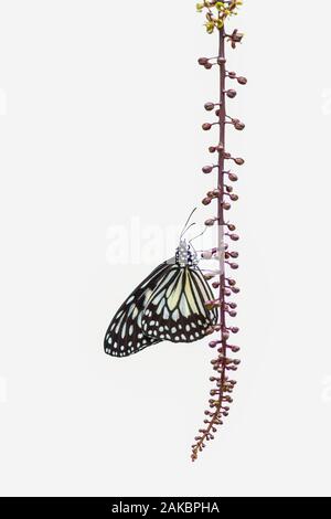 Bella carta Kite, riso carta, o Grande albero Nymph farfalla tropicale (Idea Leuconoe) su fiori rosa. Sfondo bianco isolato. Farfalla tropicale Foto Stock