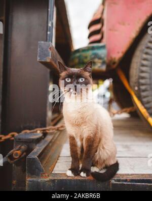 Un gatto siamese dagli occhi blu siede su un letto di camion con uno sguardo diretto Foto Stock