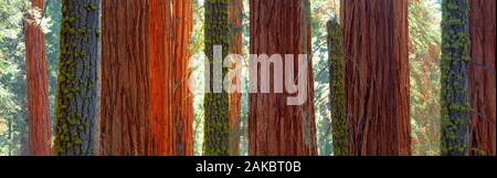 Vista di tronchi di alberi di Sequoia National Park, California, Stati Uniti d'America Foto Stock