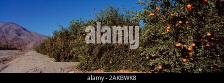 Stati Uniti, California, Indio-Coachella Valley, Mandarino orchard lungo una strada Foto Stock