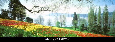 Vista sul lago di Costanza, Insel Mainau, Germania Foto Stock