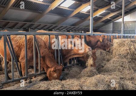 Limousin vacche alimentazione in un granaio di una azienda agricola biologica nei Paesi Bassi nei pressi di Groningen Foto Stock