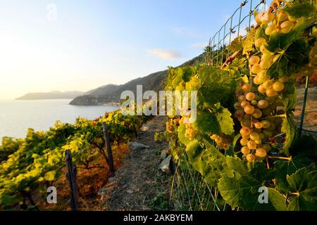L'Italia, Liguria, provincia della Spezia, il Parco Nazionale delle Cinque Terre, elencato come patrimonio mondiale dall UNESCO, Manarola Village e il vigneto Foto Stock