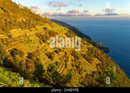 L'Italia, Liguria, provincia della Spezia, il Parco Nazionale delle Cinque Terre, elencato come patrimonio mondiale dall UNESCO, Manarola Village e il vigneto Foto Stock