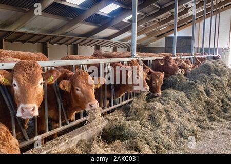 Limousin vacche alimentazione in un granaio di una azienda agricola biologica nei Paesi Bassi nei pressi di Groningen Foto Stock