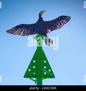 Francia, Morbihan, il Golfo di Morbihan, Sene, cormorano su una boa a dritta vicino all'isola di Boedic nelle prime ore del mattino Foto Stock